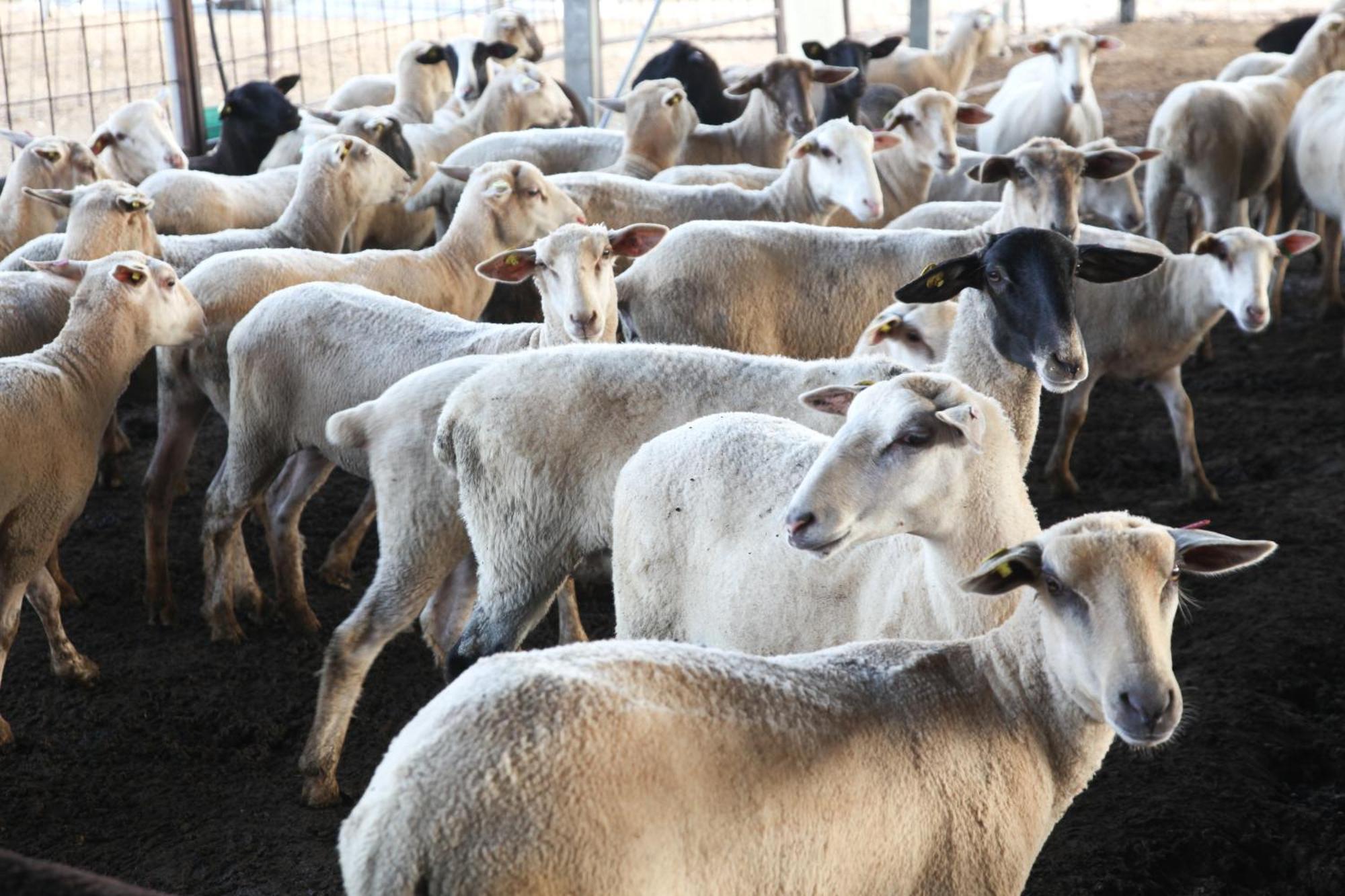 Naot Farm Villa Mashabbe Sade Kültér fotó